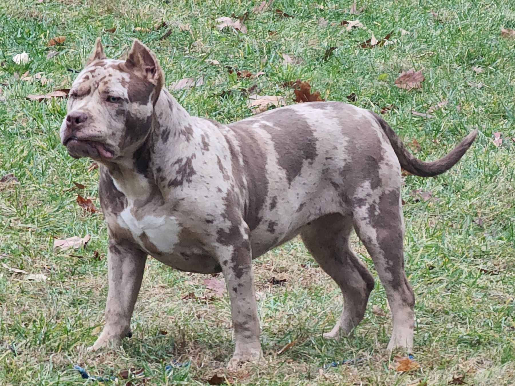 Reese in side profile on the grass, showing her lilac merle coat and build